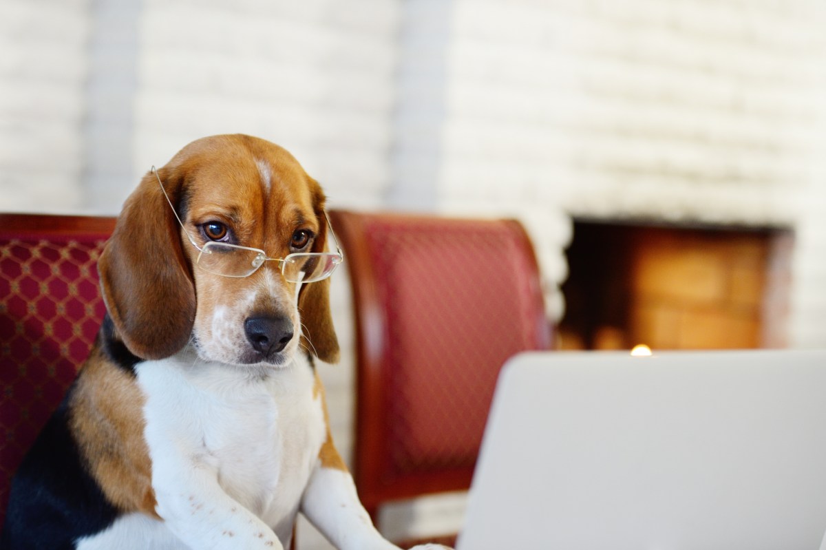 HoundDog.ai padeda kūrėjams išvengti asmeninės informacijos nutekėjimo